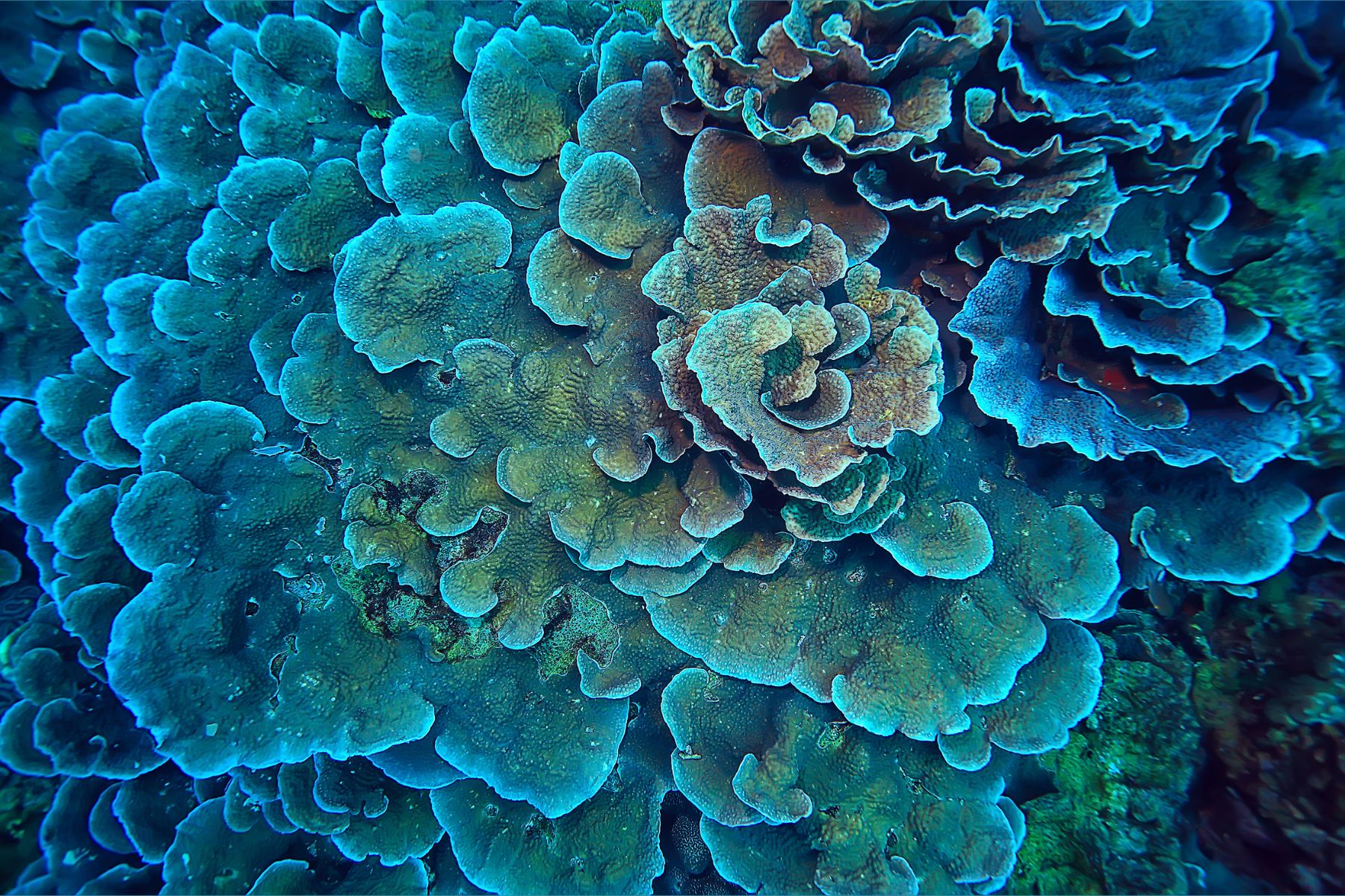 Why are Coral Reefs so Stressed Out? • MBARI