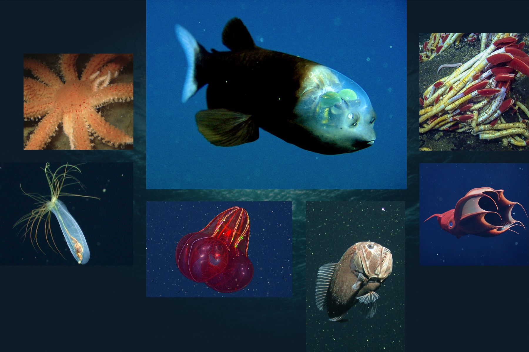 marine biological research