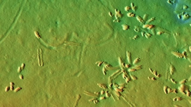 A three-dimensional visualization of the seafloor shows several beds of tube-like deep-sea clams. The clams are clustered on the right side of the frame. Several have left tracks in the sediment. The image has a color gradient from orange to yellow to green, representing depth and relief.