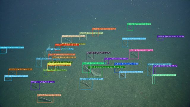 A machine learning model places several multi-colored boxes around objects in underwater video. Each box is labeled with a number, the name of the object, and a score for certainty of identification. The underlying video is brown muddy seafloor with several stick-like sea pens across the middle of the frame.