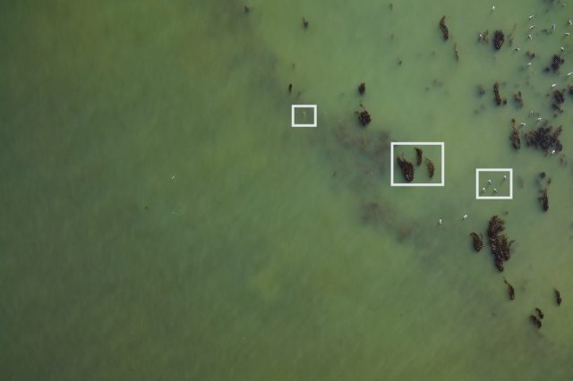 Aerial view of a coastal marine environment. In the upper right corner are several brown kelp plants. Approximately 24 brown-and-white seabirds are resting on the ocean’s surface in between the patches of kelp. The background is pale-green ocean. Three white boxes call out objects highlighted in subsequent slides in the image carousel.