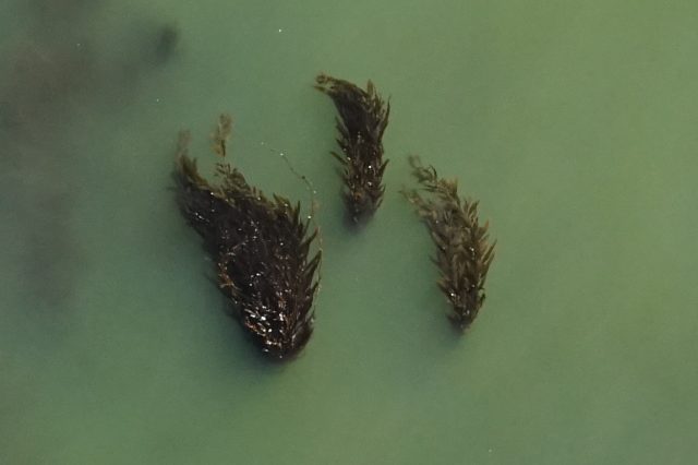 Aerial view of three brown kelp plants. The kelp canopy is fanning out on the ocean’s surface. The background is pale-green ocean with a fourth brown kelp plant underwater on the top left.