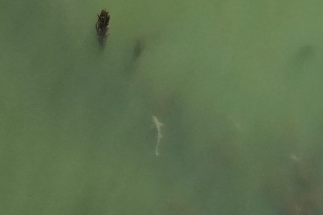 Aerial view of a leopard shark swimming through a kelp forest. The shark has a tan body with a rounded nose, a pair of wide fins, and a long tail. It is swimming through brown kelp. The background is pale-green ocean.