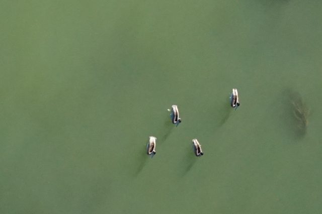 Aerial view of four brown-and-white pelicans sitting on the ocean’s surface. The background is pale-green ocean with a brown kelp plant underwater on the left.