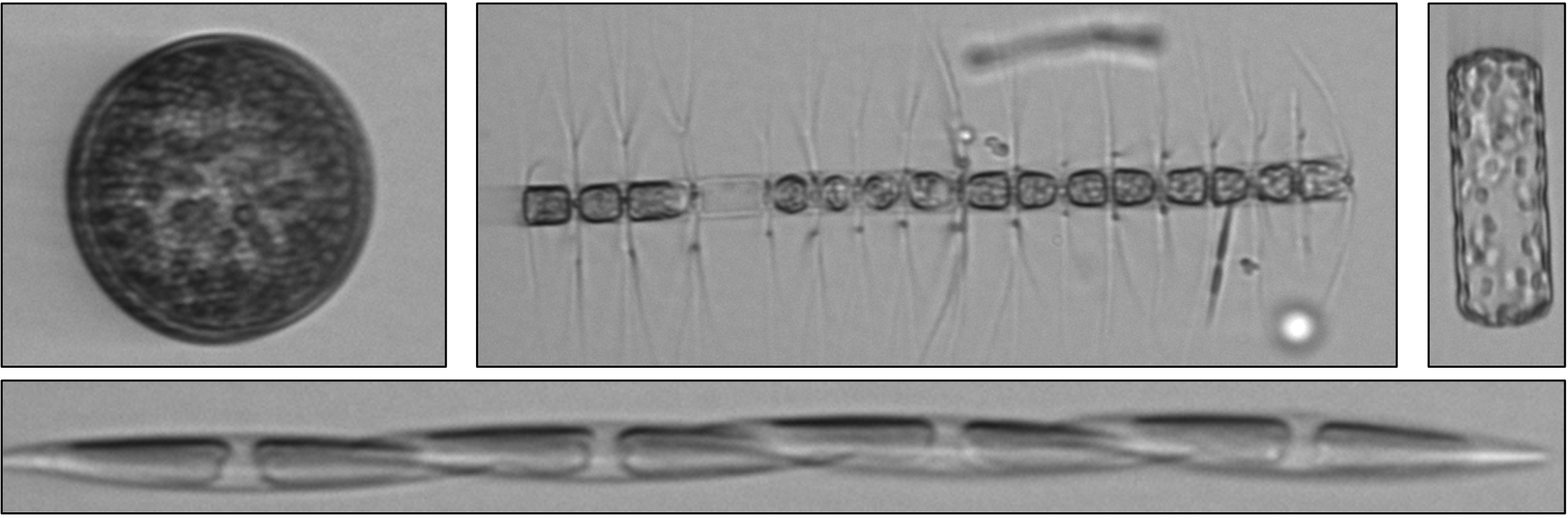 Collage of diatom images collected by the imaging flow cytobot.